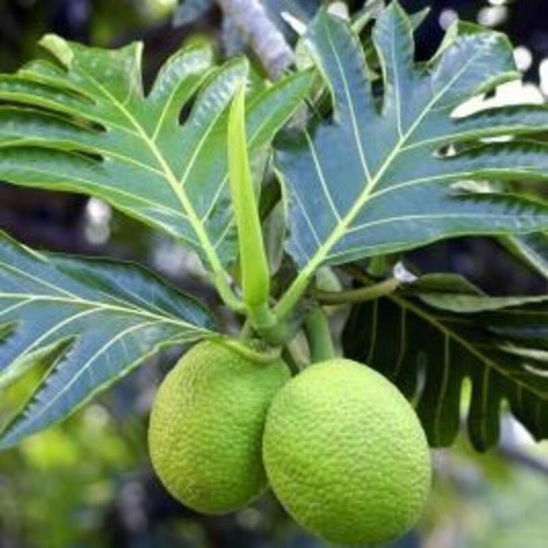 pannnoki.jpg?1692679091&auto=