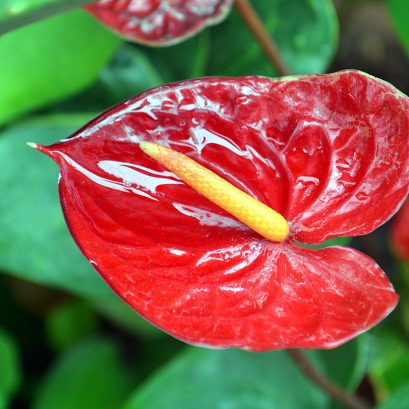 観葉植物アンスリウムの魅力と正しい育て方 | ひとはなノート