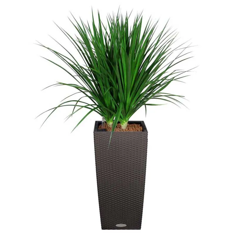 希少品種】ドラセナ カンボジアーナの育て方！花言葉や風水効果 | ひと  