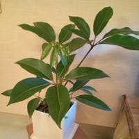 幸せを呼ぶ観葉植物！ツピダンサスの育て方と通販おすすめ3選のご紹介