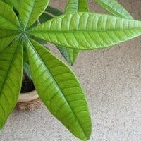 観葉植物パキラの育て方