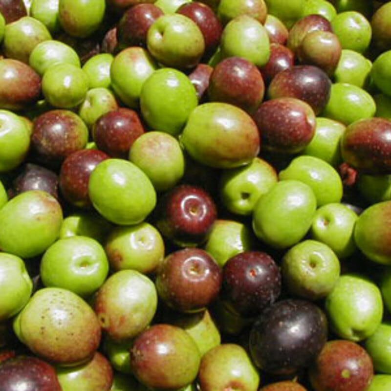 実が沢山付いてます！実をしみたい方にオススメのオリーブ・アルベキナ