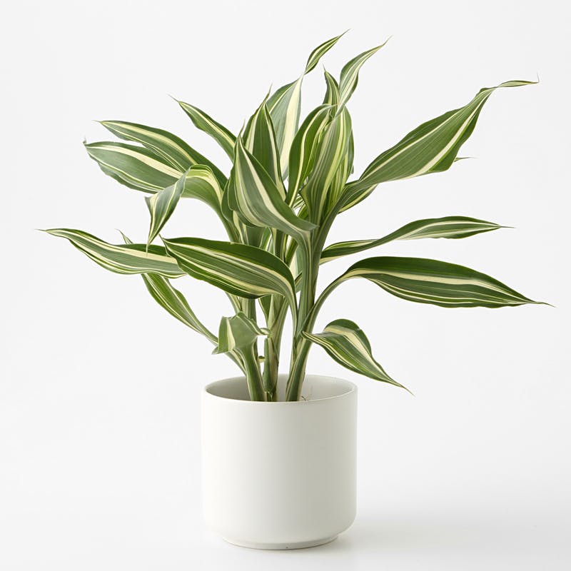 ドラセナ　サンデリアーナ ドラセナ・サンデリアーナはとっても奥が深い観葉植物！ | ひとはなノート