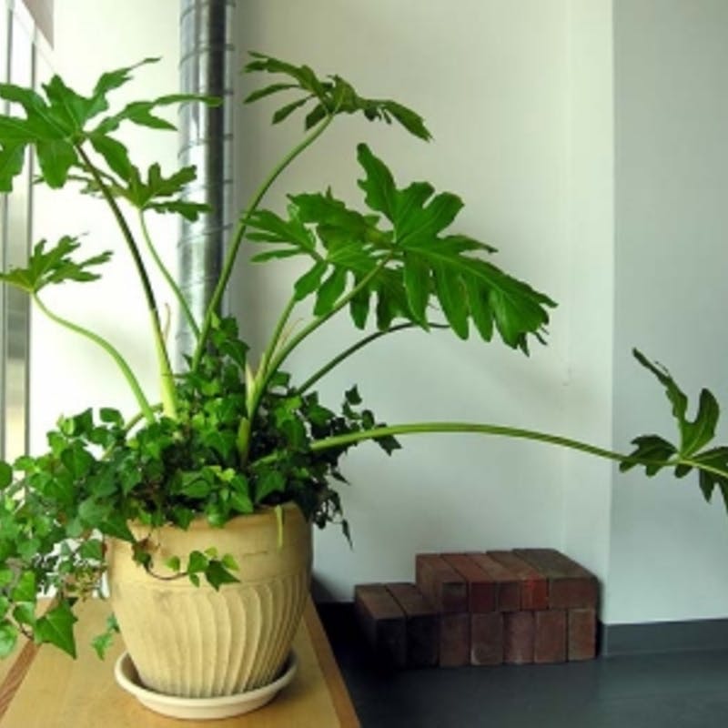 観葉植物セロームの育て方や花言葉・風水効果を徹底紹介