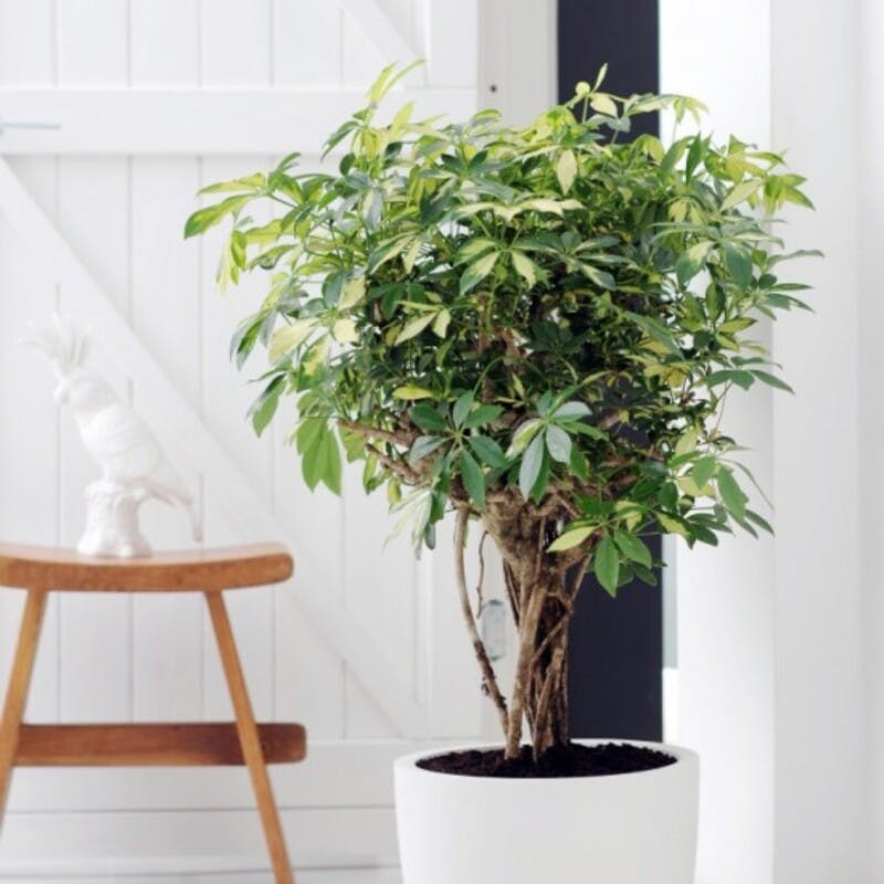 初心者におすすめ】丈夫な観葉植物カポック（シェフレラ）の育て方と