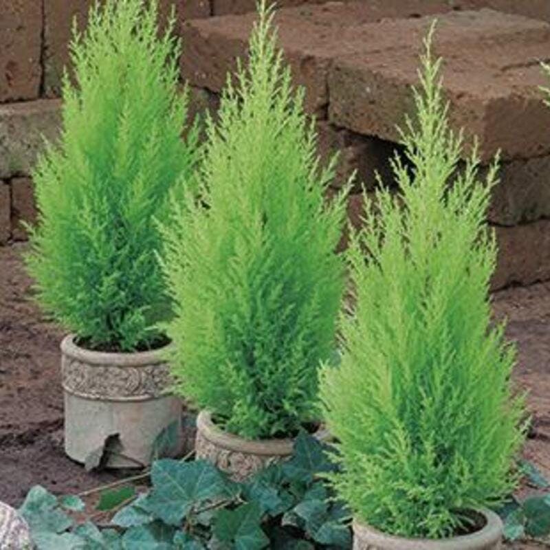 ゴールドクレスト♡5年生 土が乾いたら水やりします〰️ ゴールドクレスト♡5年生 土が乾いたら水やりします〰️