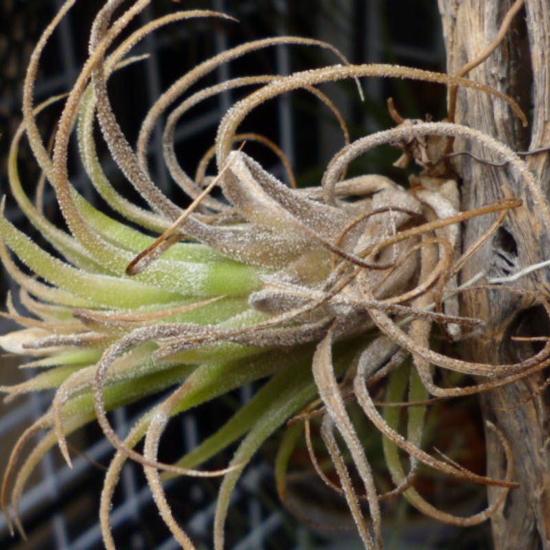 その育て方合っていますか？エアープランツだって枯れるのです | ひと