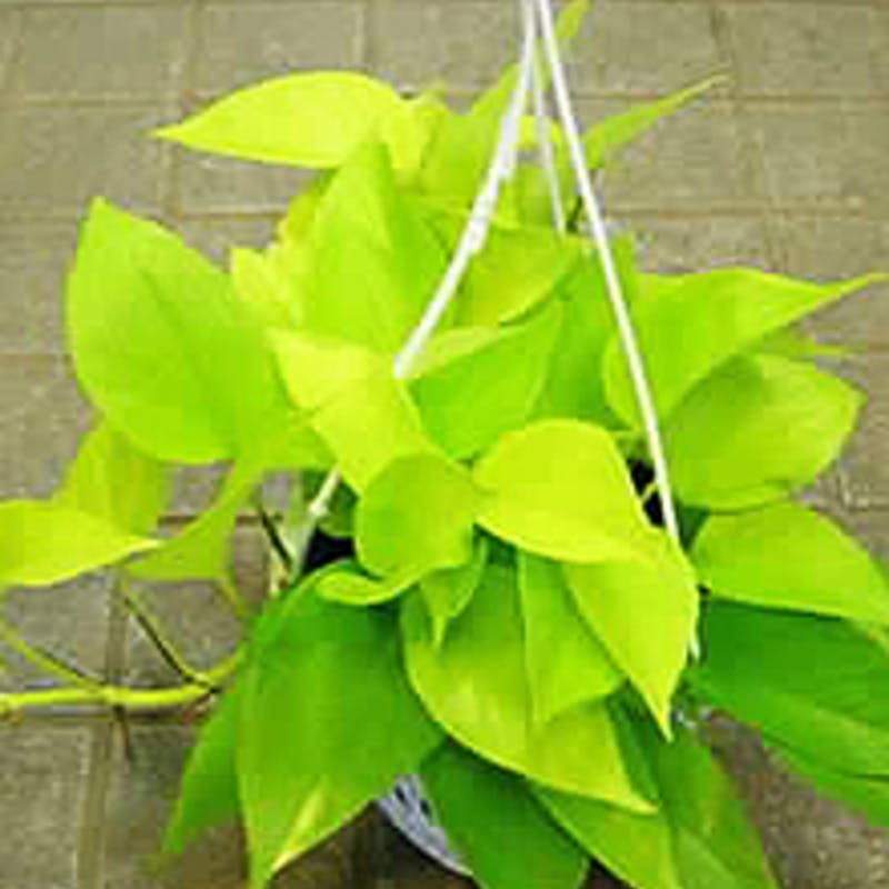 ポトスライムコンパクト ポトス：ライム＆フラッシュ5号吊り鉢