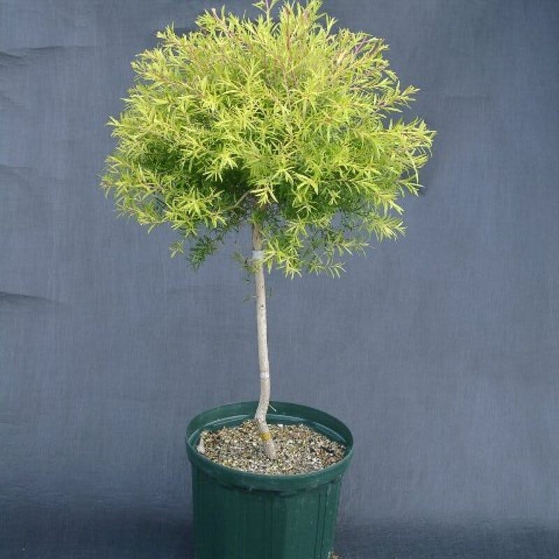 メラリューカレボリューションゴールド ティーツリー 葉色が素敵なティーツリー（メラレウカ レボリューション