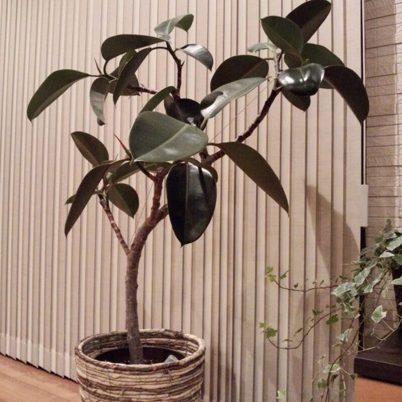 観葉植物 フィカス バーガンディ