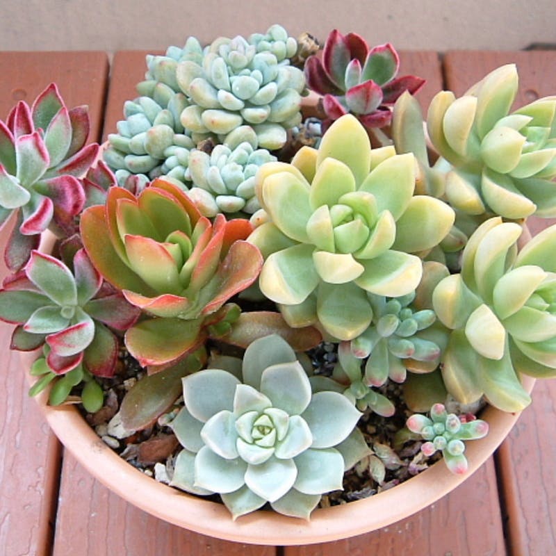 多肉植物 緑とピンクのロゼット*6 多肉植物 ピンクと緑 2つ