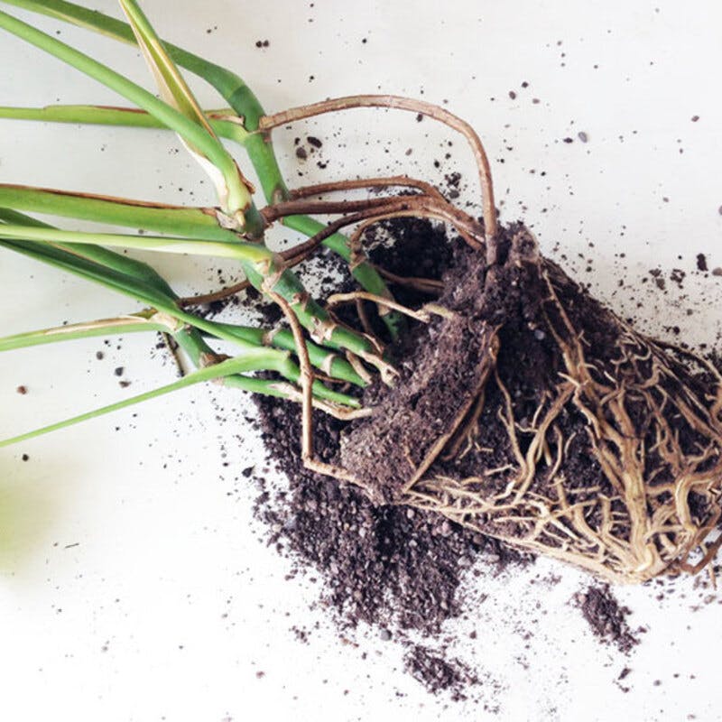 モンステラ18.jpg?1760679560&