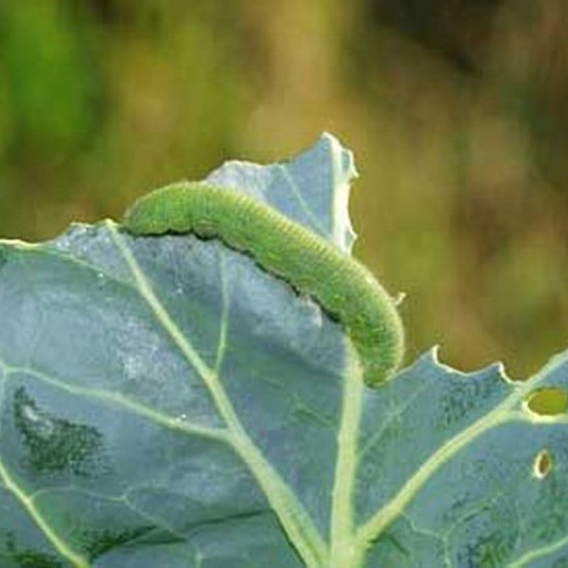 観葉植物につく虫の駆除と予防法 ひとはなノート