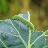 観葉植物につく虫の駆除と予防法！
