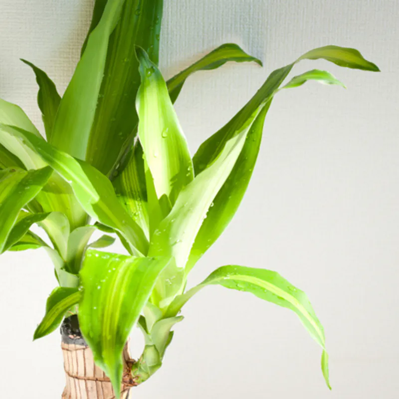 インテリア性抜群 観葉植物ドラセナの育て方と飾り方 ひとはなノート