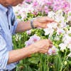 胡蝶蘭が生産者の下で育てられる間の驚きの秘密とは？