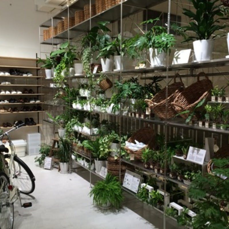 観葉植物の販売店徹底比較 都市 郊外 老舗 通販サイトまで一気に紹介 ひとはなノート