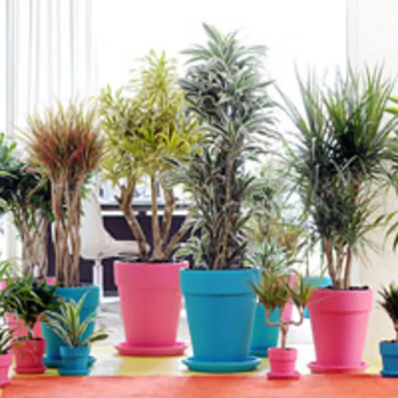 定番観葉植物 ドラセナの種類とおすすめ通販ショップ ひとはなノート