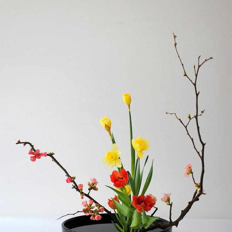 胡蝶蘭の生花を贈る際の選び方 | ひとはなノート
