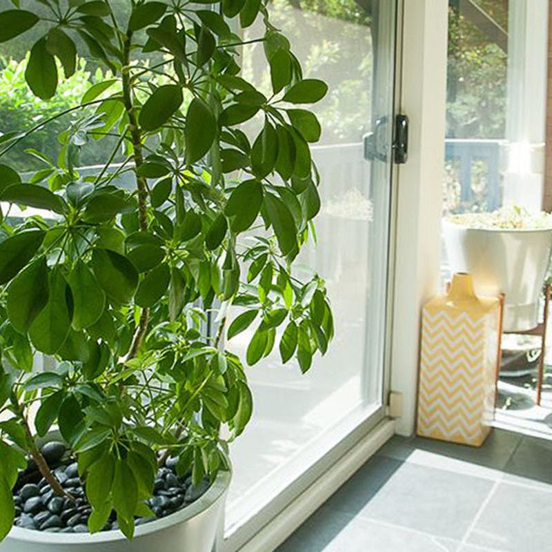 観葉植物　希少大型ブラッサイア　高さ１９０センチ 引取り歓迎　久喜市　配達可能 Schefflera-Brassaia-