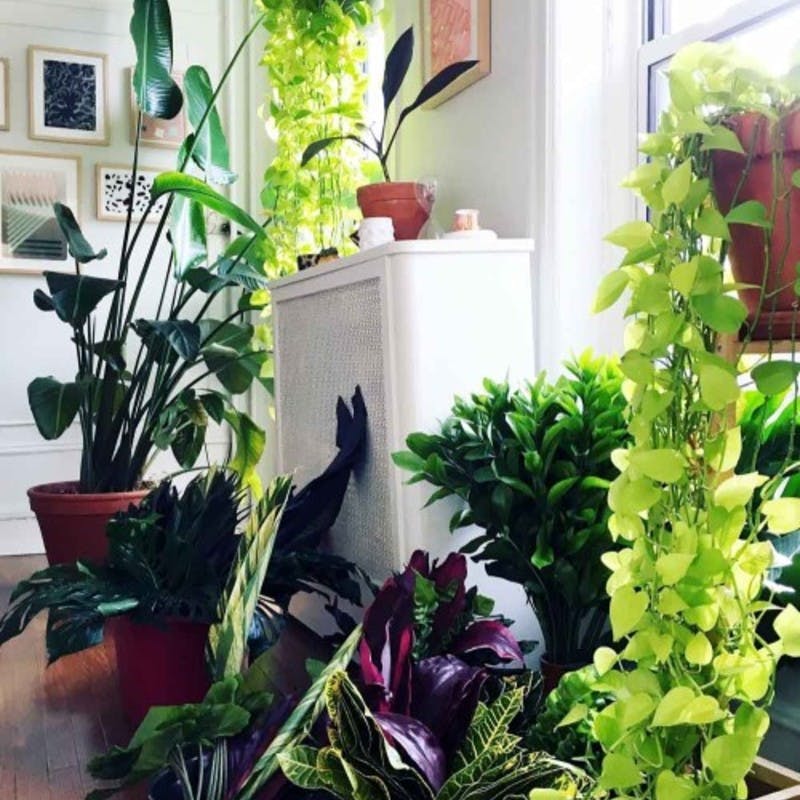 観葉植物を室内に飾る5つのメリットとおすすめ10選 ひとはなノート