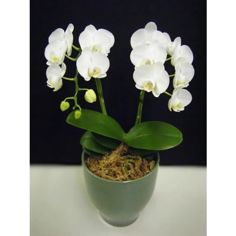 胡蝶蘭アマビリスを自分へのご褒美にしてみませんか ひとはなノート