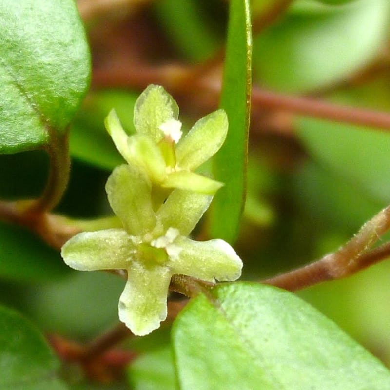 花を見たい！ワイヤープランツの育て方6つのコツ | ひとはなノート