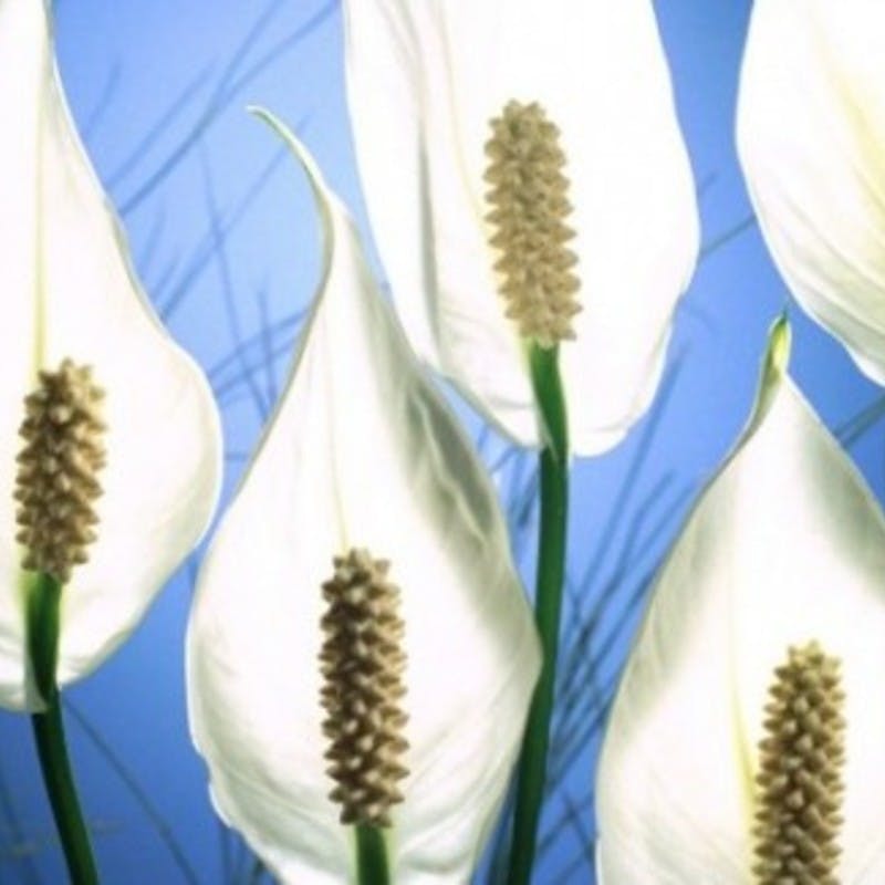 白い花の咲く観葉植物スパティフィラムやブライダルベールって何 ひとはなノート