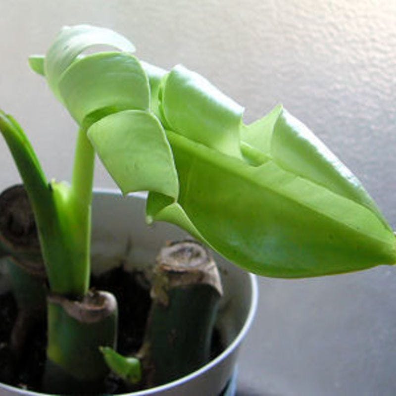 モンステラの挿し木完全マニュアル ひとはなノート