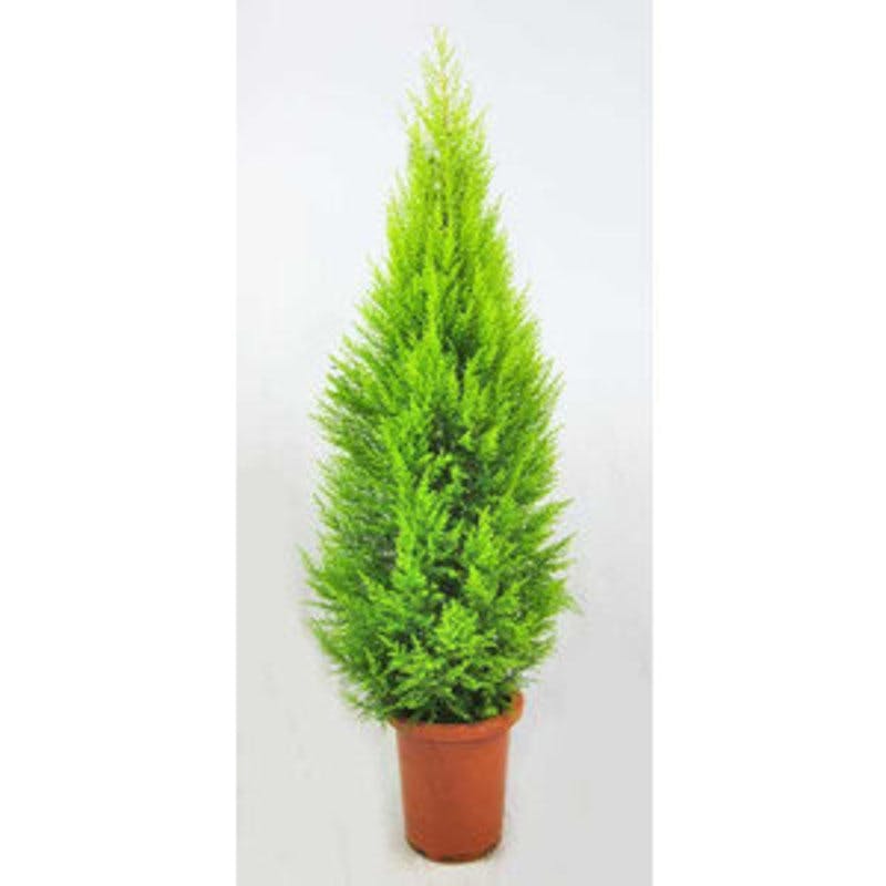 インスピレーション コニファー 花 言葉 100 で最高の画像