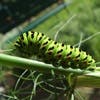 胡蝶蘭を虫から守る方法～初心者のための害虫対策の基礎知識～