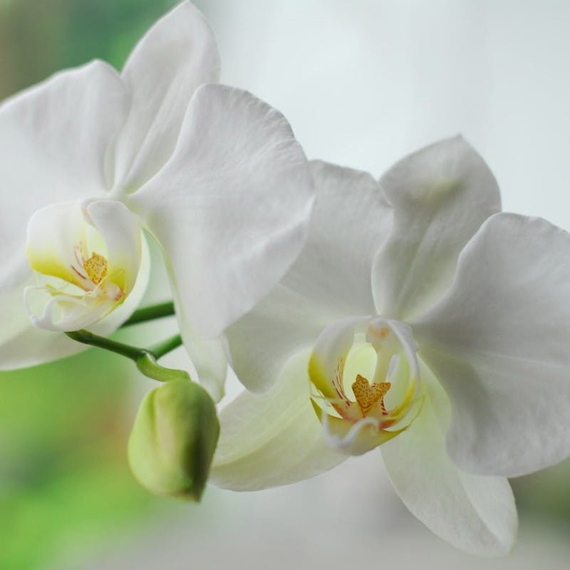 白色胡蝶蘭の花言葉とは おすすめシーンも紹介 ひとはなノート
