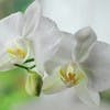 白色胡蝶蘭の花言葉とは？おすすめシーンも紹介！