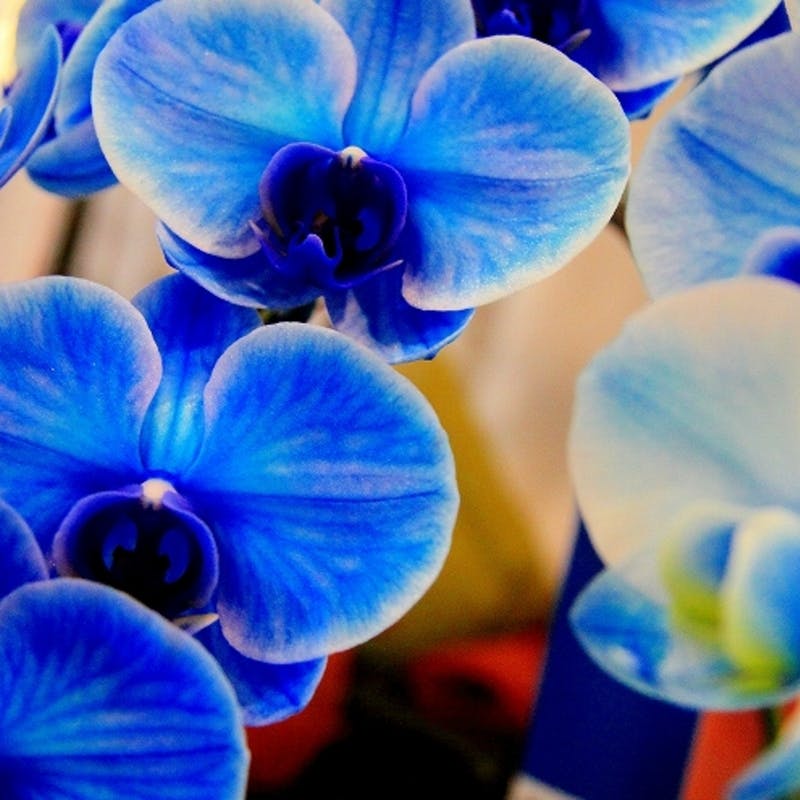 青い胡蝶蘭の花言葉とは ひとはなノート