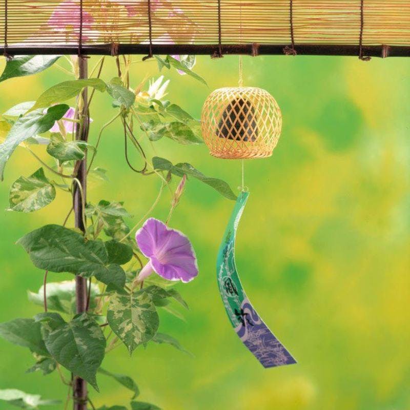 胡蝶蘭の夏の育て方は３つのポイント【日差し・水やり・肥料】 | ひと