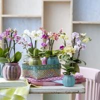 鉢植え胡蝶蘭を長く楽しむ育て方とおすすめTOP3