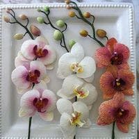 【シーン別】胡蝶蘭を贈る際の相場とマナー