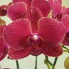 赤系胡蝶蘭を徹底解説！花言葉やおすすめ品種紹介
