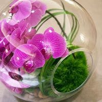 ひと味違う紫色の胡蝶蘭の魅力と花言葉