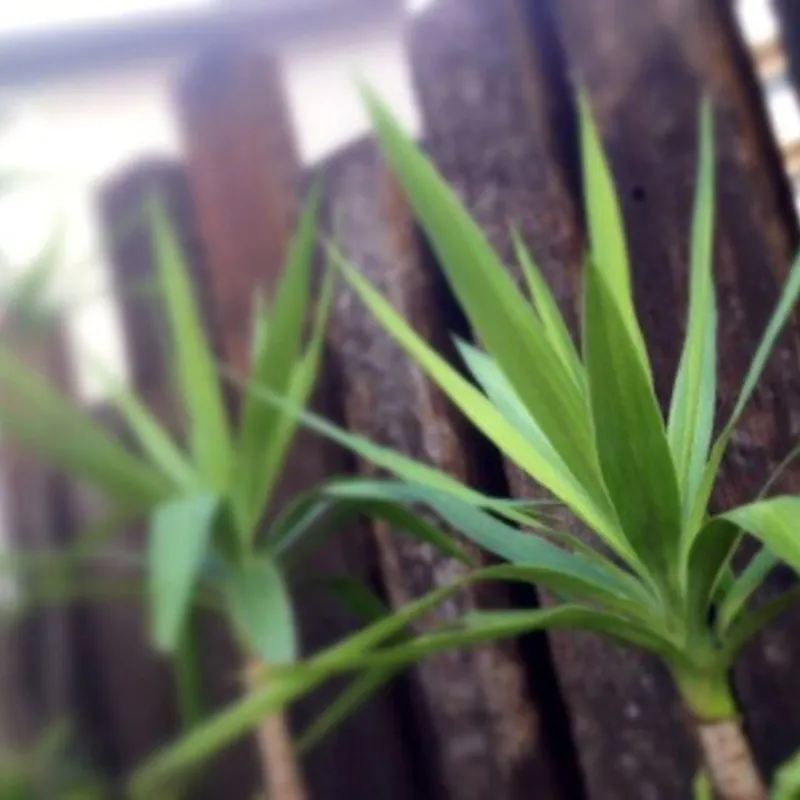 観葉植物コルディリネ ストリクタ（青ドラセナ）を通販で探そう | ひと 