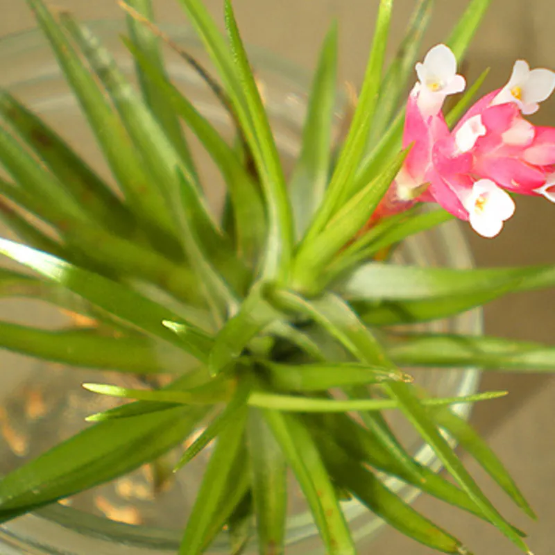 花の美しいチランジア テヌイフォリアを通販してみませんか ひとはなノート