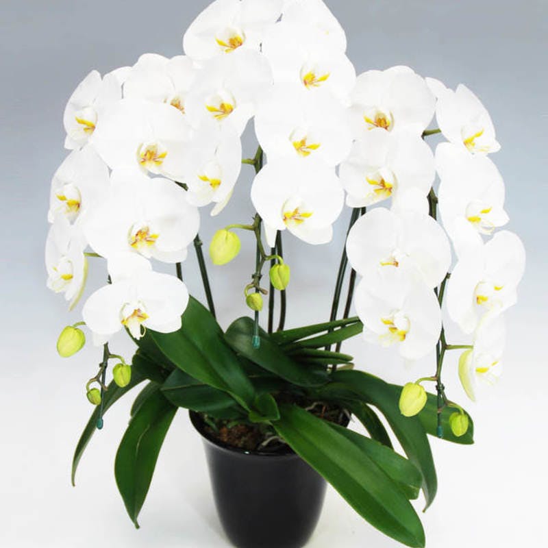 お買い得胡蝶蘭まとめて13株セット お買い得胡蝶蘭まとめて13株セット お買い得胡蝶蘭まとめて13株
