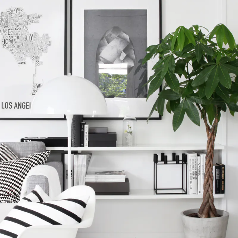 新鮮低価格 パキラのご購入は通販がおすすめです ひとはなノート