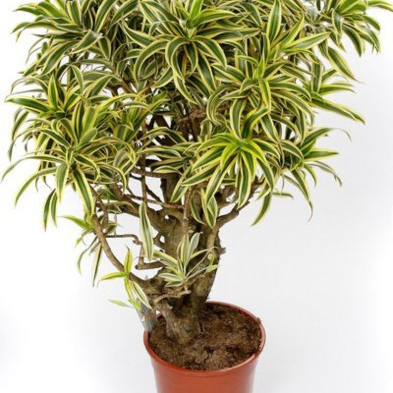 1321892634_dracaena_song_of_in