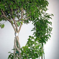 観葉植物の定番フィカスベンジャミンの育て方 ひとはなノート