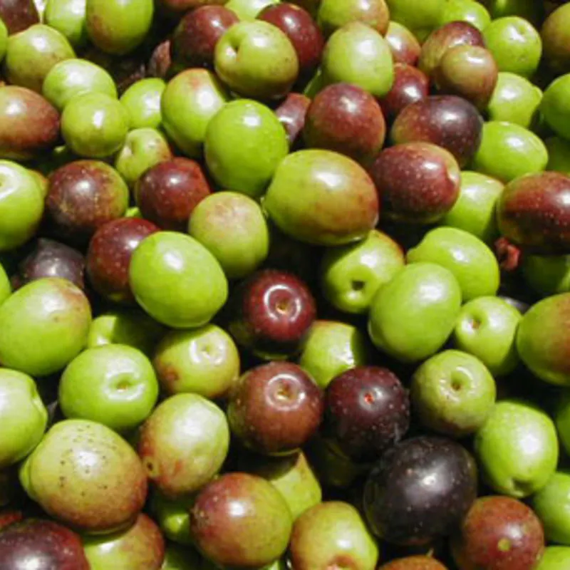 オリーブの実を収穫 育て方から簡単レシピ おすすめ6選のご紹介 ひとはなノート オリーブの実を収穫 育て方から簡単レシピ おすすめ6選のご紹介 ひとはなノート