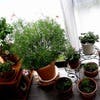 室内で育てやすい観葉植物とは？