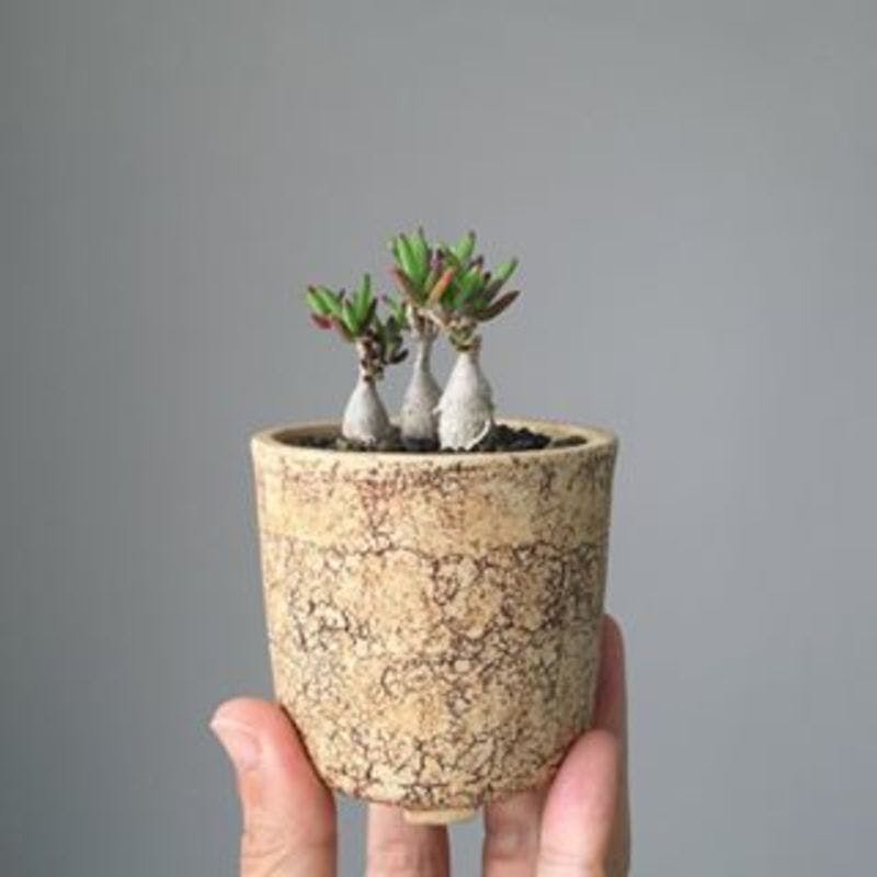 通販で手に入る！多肉植物と相性抜群のdesert(デザート)を徹底解説