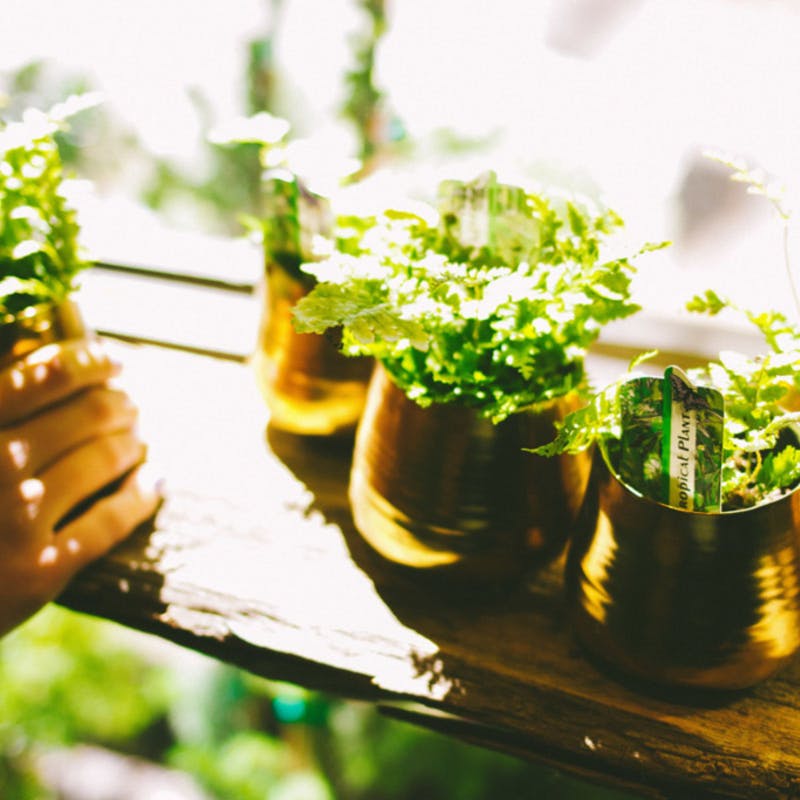 光触媒の観葉植物を取り入れた生活を！ | ひとはなノート