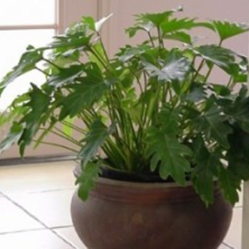 大きめの波状葉観葉植物クッカバラ尺鉢80センチ四方ボリュームありますよ 大きめの波状葉観葉植物クッカバラ尺鉢80センチ四方 クッカバラ 観葉